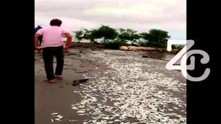 Mortandad de peces en las playas de Tolú Sucre [upl. by Noirret538]