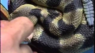 Carving a Snake From Wood Coiled quotTimber Rattlerquot Part 4 of 4 [upl. by Aicilegna]