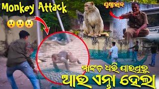 Monkey Rescue Operation Failed 🚫🚫 😭  New Sambalpuri Vlog  Clicker Akshay [upl. by Nohtiek]