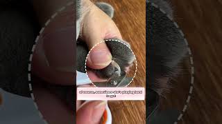 After Getting Scratched for 5 Years THIS Saved My Lifecatsofyoutube catlover catcute petcare [upl. by Froh]