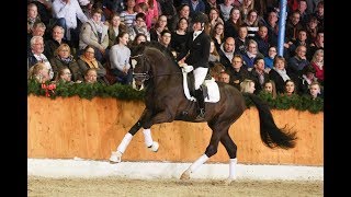 St Patrick 2015 by Sezuan  St Moritz Stallion Show Sosath 2018 [upl. by Arrio525]