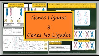 Ligamiento Recombinación y Transmisión Independiente Genes Ligados y No Ligados Genética [upl. by Amrac]