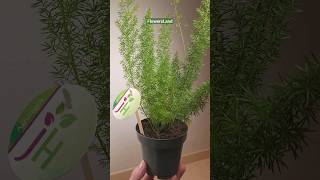 Аспарагус денсифлорус Миерсии  Asparagus densiflorus Myersii  FlowersLand [upl. by Ativla]