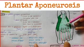 Plantar Aponeurosis [upl. by Lladnar868]