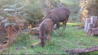 oh the serenity  wild deer  high country Tolmie Victoria Australia 4K Trail camera footage [upl. by Aihsatal495]