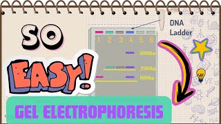 DNA Gel Electrophoresis Made Simple [upl. by Juan]