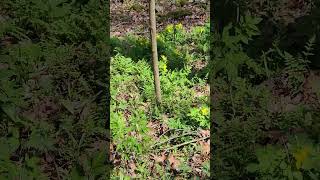 A good patch of Celandine poppy Stylophorum diphyllum Giant city state park [upl. by Jillian]