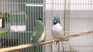 Gouldian Finches mating dance [upl. by Tremml]