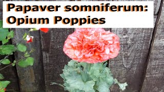 Papaver somniferum Opium Poppies  UK Guide [upl. by Hgielac217]