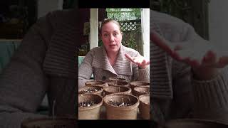 Weed Mama Grows Cannabis outside different types of seeds [upl. by Dick]