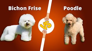 Bichon Frise vs Poodle  Which one is your favorite [upl. by Suiramad]