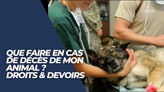 Décès de mon animal Droits amp devoirs [upl. by Sherlock]