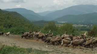 Ainsa gieren observeren Pyreneeen Spanje [upl. by Cannice]