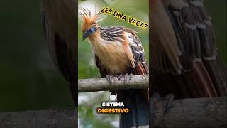 ¡5 Curiosidades del Hoacín que NO Conocías 🦜😲 ¡El Último Te Sorprenderá [upl. by Roxy]