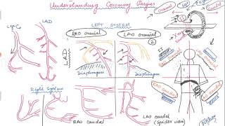 Basics of angiographic views during left heart catheterization [upl. by Brechtel362]