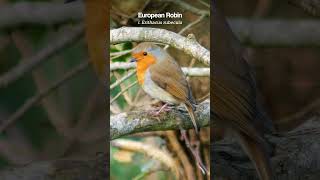 Beautiful European Robin early in the morning birds [upl. by Marillin]