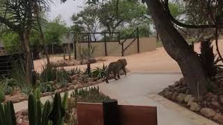 Leopard taking a casual stroll past the lodge reception [upl. by Lainahtan]