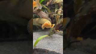 Rope Fish In A Planted Fluval Roma [upl. by Ailegra570]