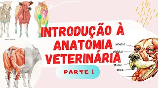 Introdução à Anatomia Veterinária part 1 [upl. by Marcus568]