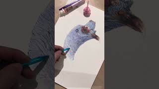 How To Draw Ocellated Turkey  flamehanger animalart drawing [upl. by Peper]