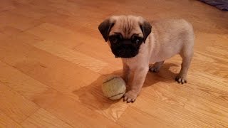 Pug puppy barking [upl. by Ronaele709]