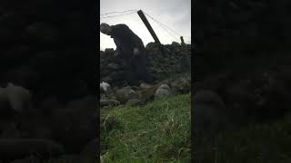 Building a dry stone wall on Timelapse youtubeshorts farming working [upl. by Maribeth230]