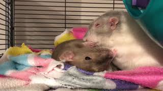 Adorable Pet Rats Groom Each Other [upl. by Yrro]