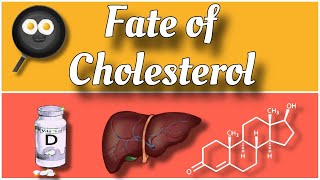 🌟Fate of cholesterol  Catabolism of Cholesterol🌟 Compounds formed from cholesterol cholesterol [upl. by Jariah73]