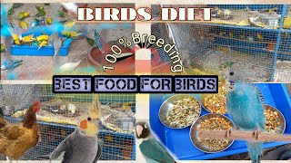 Best Food For Birds Breeding  Birds breeding food  Budgiescocktailslove birds breedingpablive [upl. by Sandeep]