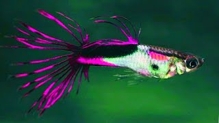 5 RARE Crowntail Guppy [upl. by Edgell]