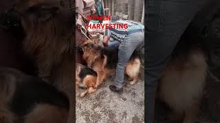 LIQUID GOLD viraldogsvideos germansheparddog animals dogowner vetrinary artificialinsemination [upl. by Lisbeth]