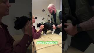 Animals Chiropractic 💚💚asmr cat dogshorts katze animals foryou türkiye [upl. by Ummersen545]