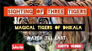 Sighting of Three Tigers in Dhikala II Jim Corbett Ramnagar [upl. by Garett]