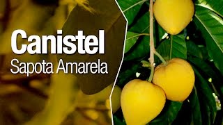 O exótico Canistel ou Sapota Amarela  a Fruta Gema de Ovo [upl. by Yesdnik]