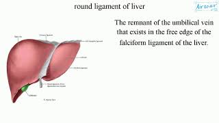 round ligament of liver [upl. by Eceer]