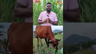 சூப்பர் நேப்பியர் பயிரில் நச்சுத்தன்மையா super napiergrass green cow animals feed food [upl. by Drucy119]