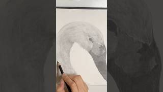 Bewick’s Swan Sketch art swan bird sketch sketchbook artist pencildrawing classicalmusic [upl. by Naujahs431]