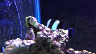 Species Spotlight Season 2  The Four Stripe Damselfish  Episode 23 [upl. by Nylavad]