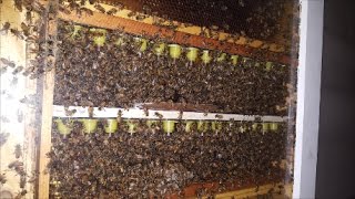 Nicot Queen Rearing test in Observation hive [upl. by Analli]