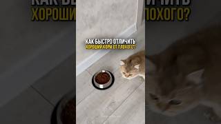 Как за 5 секунд отличить хороший корм от плохого🐱 [upl. by Anauj339]