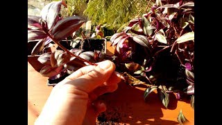 How to grow Tradescantia Zebrina from cutting Jew Plants [upl. by Anyalram321]