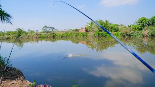 Câu rô phi sông tự nhiên cá khỏe chạy phê quá [upl. by Bertold]