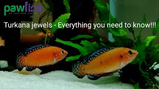 Turkana jewels  Hemochromis Exsul  Species profile Basic care and breeding [upl. by Renato]