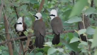 White crested laughingthrush [upl. by Ipoillak]