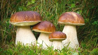 MUSHROOMS OF EUROPE 2024BoletusPorciniFungiPilze [upl. by Enawyd]