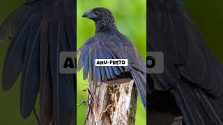 cantos de aves que trazem saudades da roça avesdobrasil cantosdeaves aves joaodebarro irerê [upl. by Ahsik]