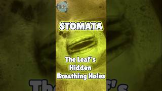 Stomata The Leafs HIDDEN Breathing Holes [upl. by Hamal]