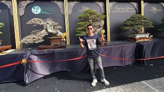 pameran dan kontes Bonsai amp suiseki piala presiden 2024 [upl. by Enairda238]