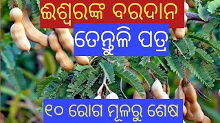 ତେନ୍ତୁଳି ପତ୍ରର ଉପକାରିତା। Tamarind leaves benefits in Odia 💊 [upl. by Marvella]