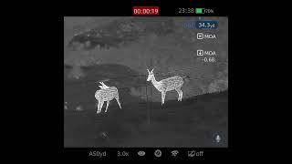 Pest control fallow deer 22lr 40gr subsonic Infiray Rico mk2 rh50r infiray [upl. by Joacima797]